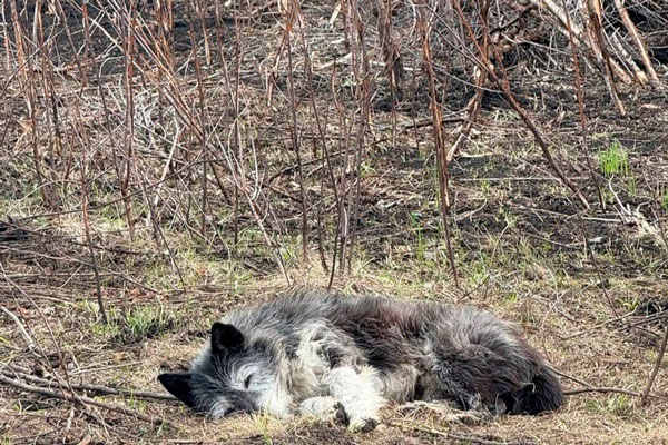 Трогательная история о верности: собака в Башкортостане ждет погибшего хозяина на месте пожара | Башкирский Хатико: собака три недели ждет возвращения своего хозяина