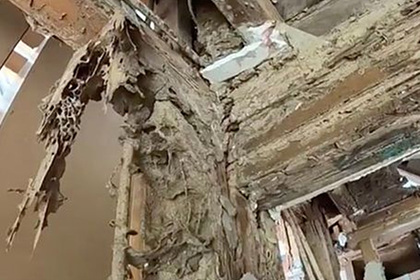 Термиты съели особняк за 500 тысяч долларов