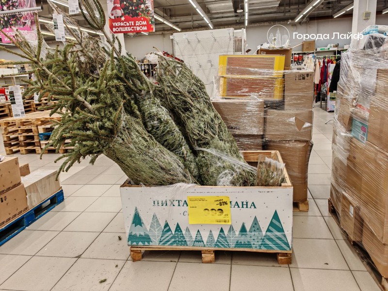 Насекомые атаковали жильё москвичей из-за купленной на Новый год пихты Нордмана | Купленная на Новый год пихта вызвала нашествие насекомых в квартиру москвичей