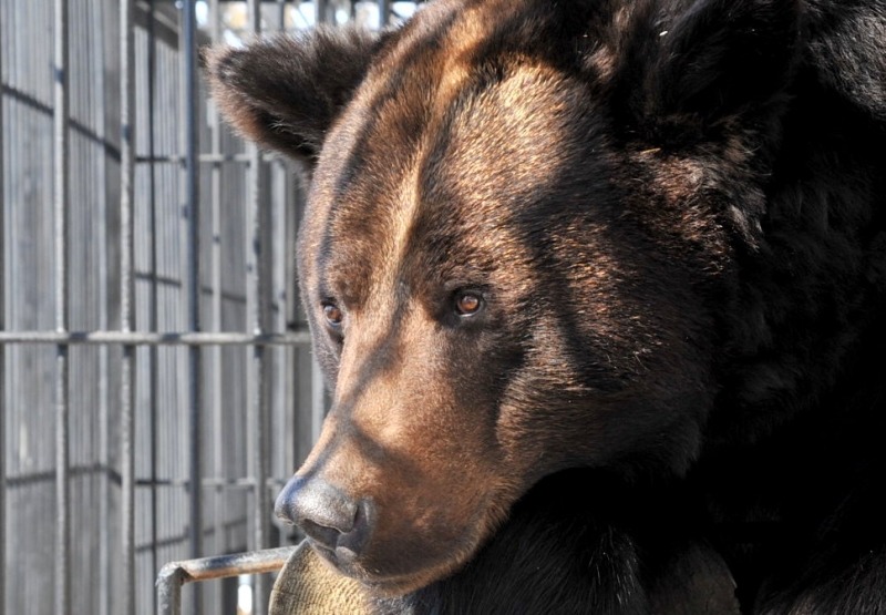 Защищать медведей на Дальнем Востоке будут всем миром