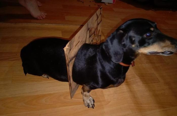 В Перми такса застряла в кошачьем домике: хозяевам пришлось вызывать спасателей | В Перми спасатели вызволили таксу из дверцы кошачьего домика