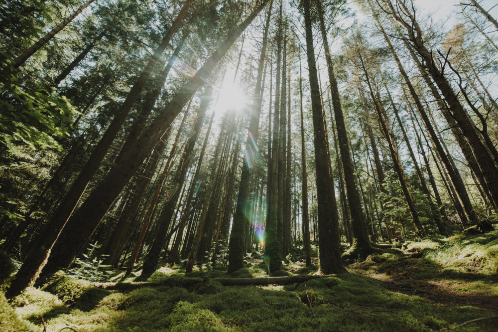 Эксперт объяснил, что в лесу опасны не только кабаны, но и белки | Эксперт Рыбальченко рассказал о правилах поведения в лесу весной