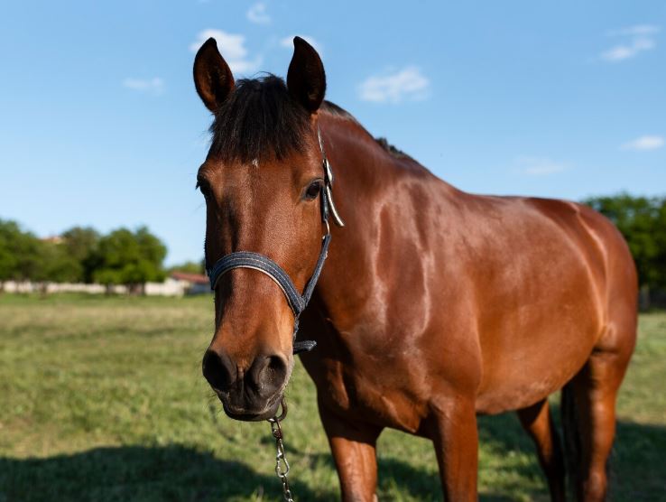 В центре Хабаровска конь выбежал на дорогу и спровоцировал ДТП | В Хабаровске оштрафовали владельца лошади, которая спровоцировала ДТП