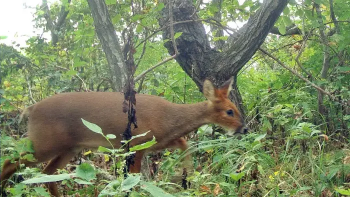 Водяного оленя впервые обнаружили на острове Фуругельма в Приморье | В Приморье обнаружили редкого водяного оленя