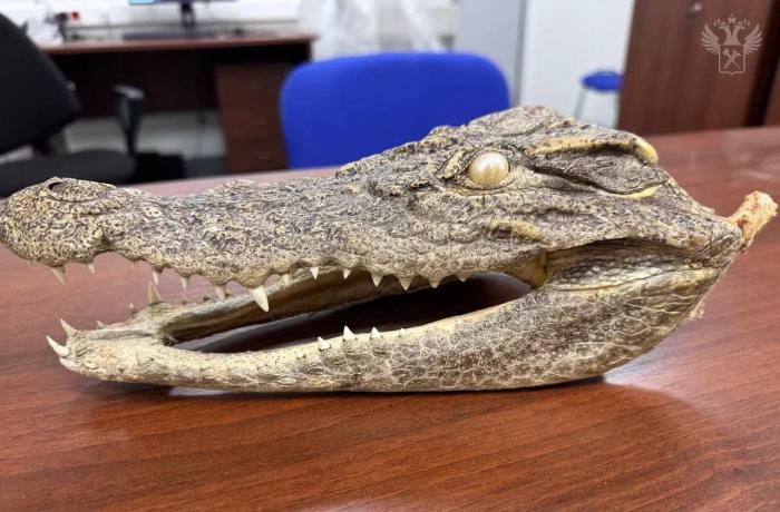Турист пытался ввезти в Россию голову крокодила и попался на таможне | В Хабаровске задержали туриста с головой крокодила