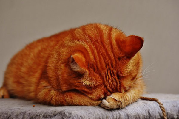 Аллергия на домашних питомцев: как избежать недомогания при любви к шерстяным друзьям | Кастрированные коты более безопасны для аллергиков — доктор