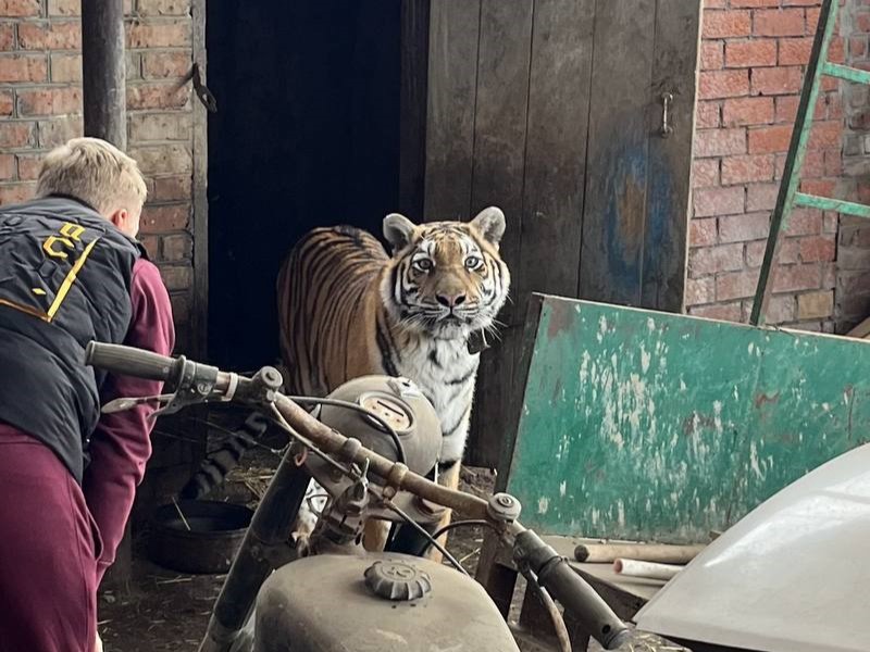 Домашний тигр: житель Кубани прятал в сарае дикое животное и издевался над ним | На Кубани нашли тигрицу, которую хозяин прятал в сарае и избивал 