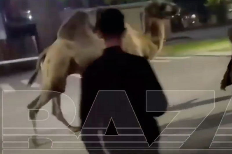 Группа парней выкрали из цирка в Башкирии верблюда и устроили ему экскурсию | В Нефтекамске группа мужчин украла верблюда из цирка и вернула его обратно утро