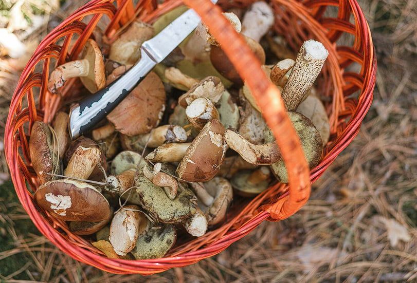 Грибной сезон в России 2026 стартовал в Ленобласти: календарь сбора по месяцам и регионам | Грибной сезон‑2026 стартовал: когда и где искать грибы в России