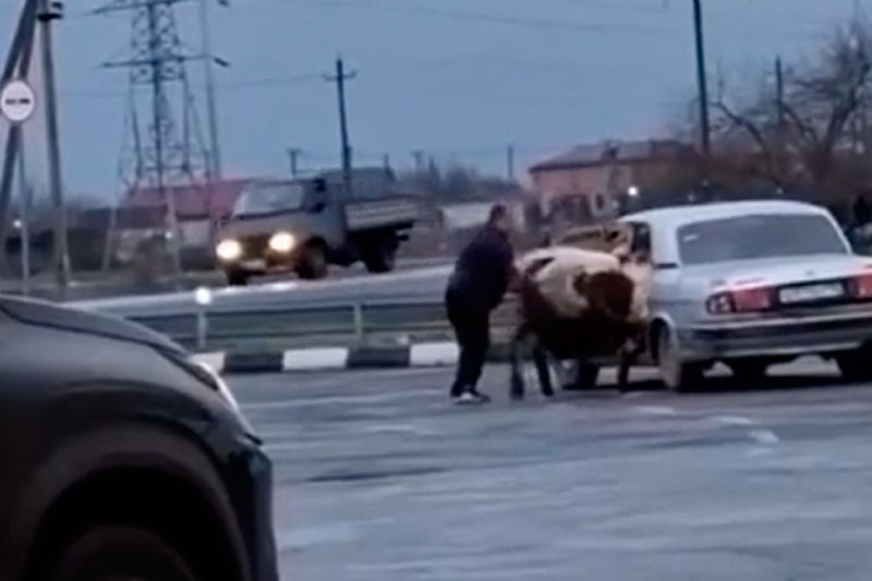 «Каждому своё место»: во Владикавказе водитель усадил коров на заднее сиденье своей «Волги» | Водитель «Волги» стал звездой интернета после поездки с коровами в машине