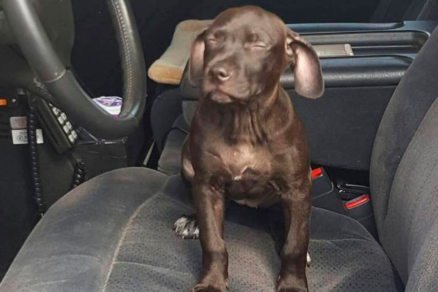 За избиение щенка американца приговорили к 9 месяцам тюремного заключения