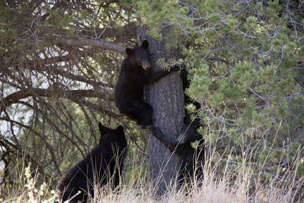 Занимающийся каратэ мужчина смог отбиться от двух медведей в горах Японии | Каратист отбился от медведей в горах Японии