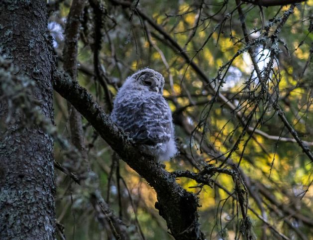 Сотни спасенных после разлива мазута в Черном море птиц пропали | Сотрудница штаба по спасению птиц в Анапе рассказала о пропаже животных