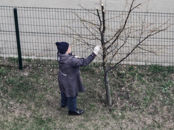 Побелка деревьев весной: зачем она нужна и как делать правильно | Агроном Ганичкина сообщила, какие деревья нельзя белить