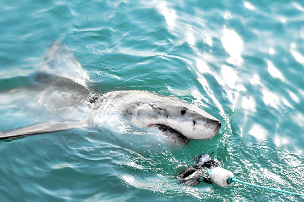 В Приморье рыбаки поймали редкую и опасную для человека акулу Мако | В Приморье выловили опасную для человека акулу