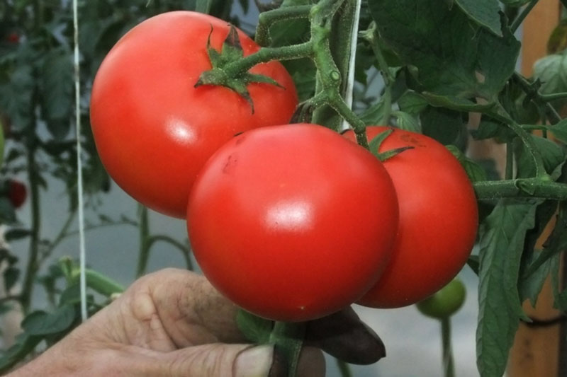 Как продать овощи и фрукты и не платить налоги: главное условие знают не все! | Продажа урожая без налогов: юрист Митин назвал три условия