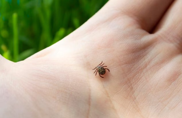 Клещи активизируются в мае: как защититься от опасных паразитов | Эксперт Егоров заявил, что пик активности клещей придется на май