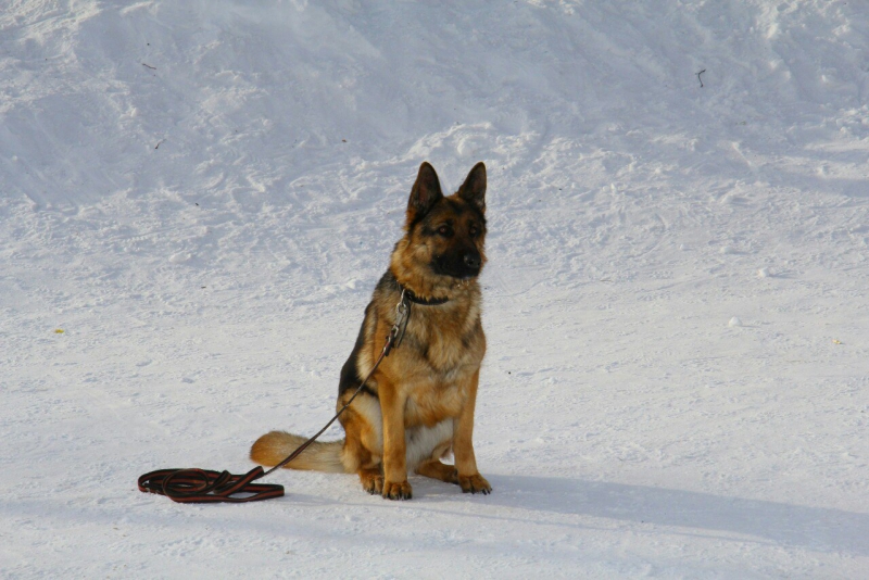 В Тюменской области служебная собака помогла тобольским полицейским раскрыть кражу