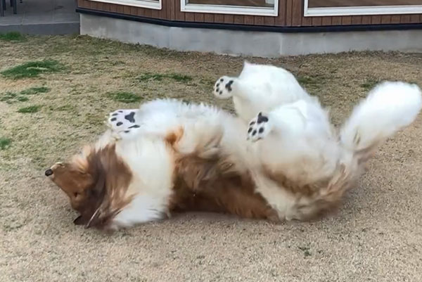 Японский блогер Токо: история человека-собаки, который не собирается останавливаться