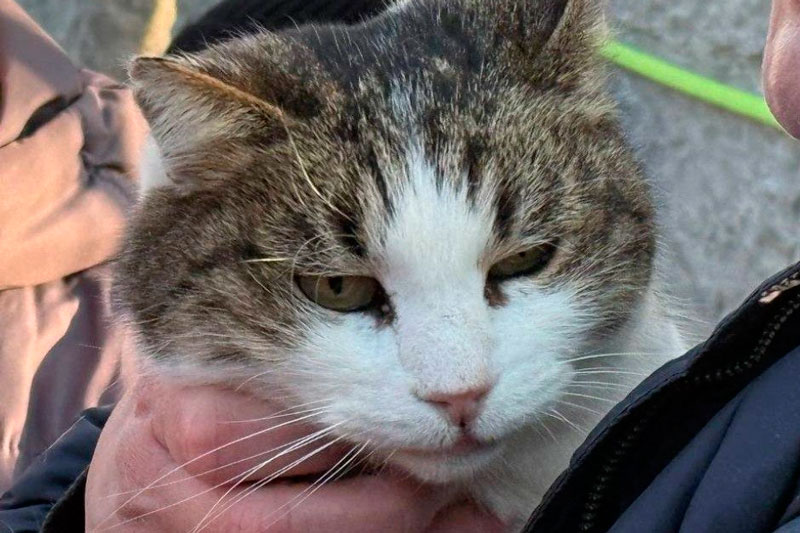 «Спасите Муся»: В Крыму волонтёры вытащили кошку из расщелины после падения с замка | Кошку Мусю из Ласточкиного гнезда удалось спасти после падения с высоты