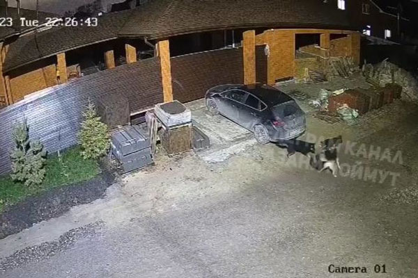 В Казани свора бродячих псов разорвала кошку