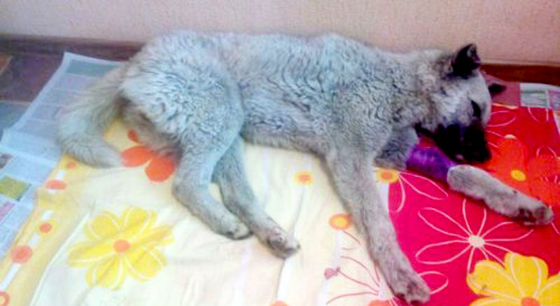 Китайские строители в Благовещенском торговом центре пытались убить пса