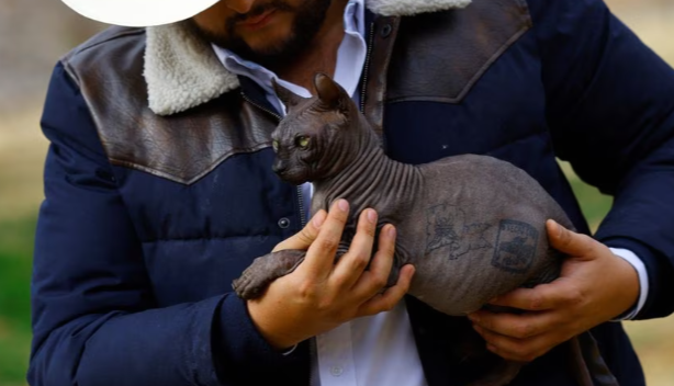 В Мексике ищут дом для кота, вернувшегося из тюрьмы