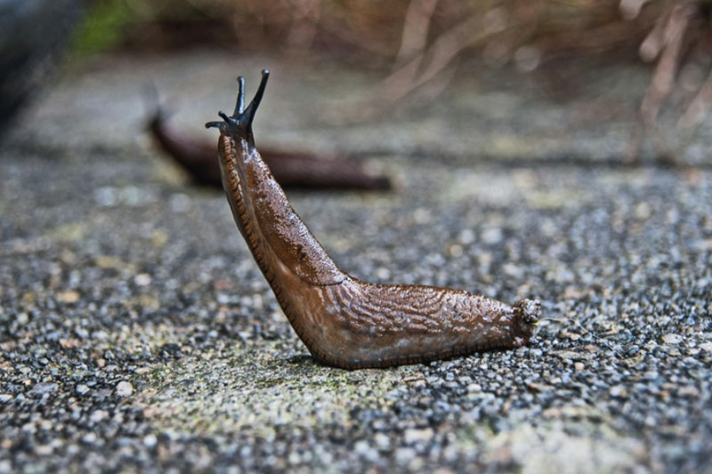 В Подмосковье заметили необычных леопардовых слизней: что о них известно | Биологи рассказали, чем леопардовые слизни отличаются от испанских