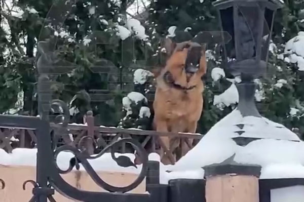 В Москве немецкая овчарка набросилась на трёхмесячного малыша, спавшего в коляске