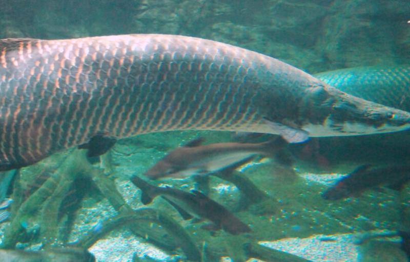 В Бразилии рыбак выловил гигантскую арапаиму весом 160 кг | Бразильский рыбак поймал арапаиму длиной 2,5 метра