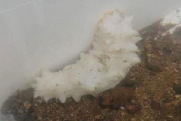 Уникальное морское животное выловили на Русском острове