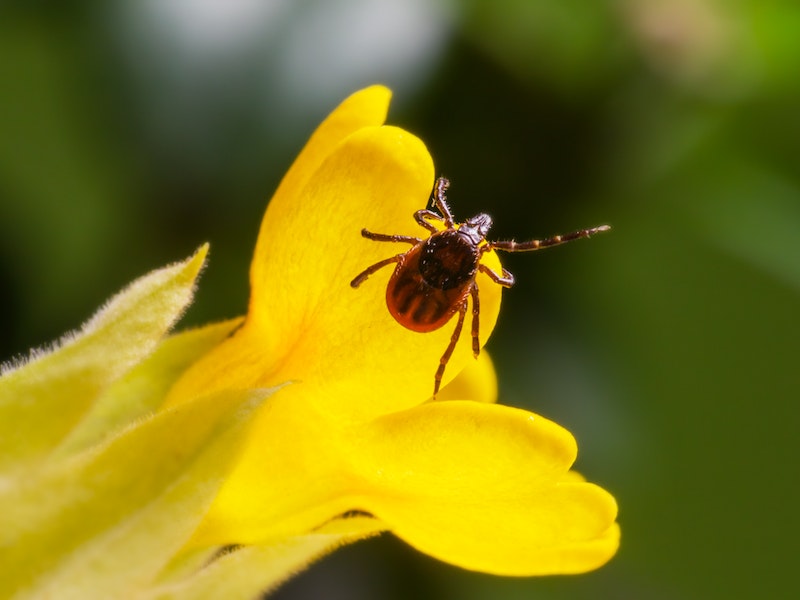 Обострение ситуации с клещами в России: число укусов увеличилось в два раза | Ученые ищут новые эффективные способы борьбы с инфекциями клещей 