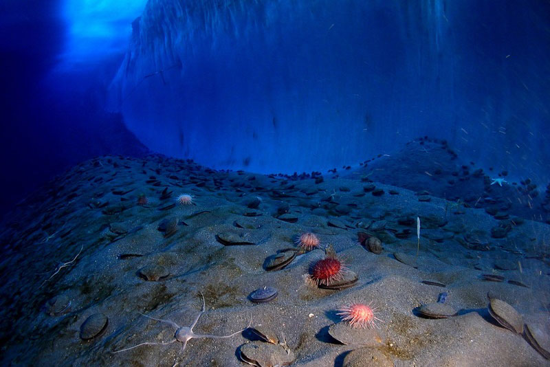 Открытие возраста первого светящегося организма: изучение биолюминесценции и эволюционных преемников | Впервые ученые определили возраст первого организма, способного светиться