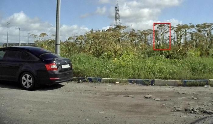 ИИ в Петербурге начал находить борщевик и штрафовать владельцев участков | В Петербурге нейросеть выписала первые штрафы за борщевик