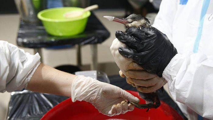 После разлива нефти в Новороссийске птицы снова покрылись мазутом | В Черном море вновь заметили птиц в мазуте после разлива нефти