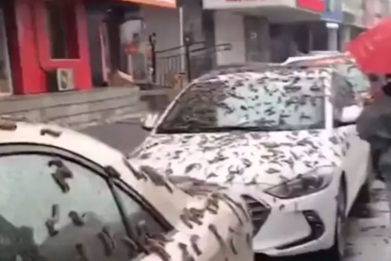 На Пекин обрушился «дождь из червей»