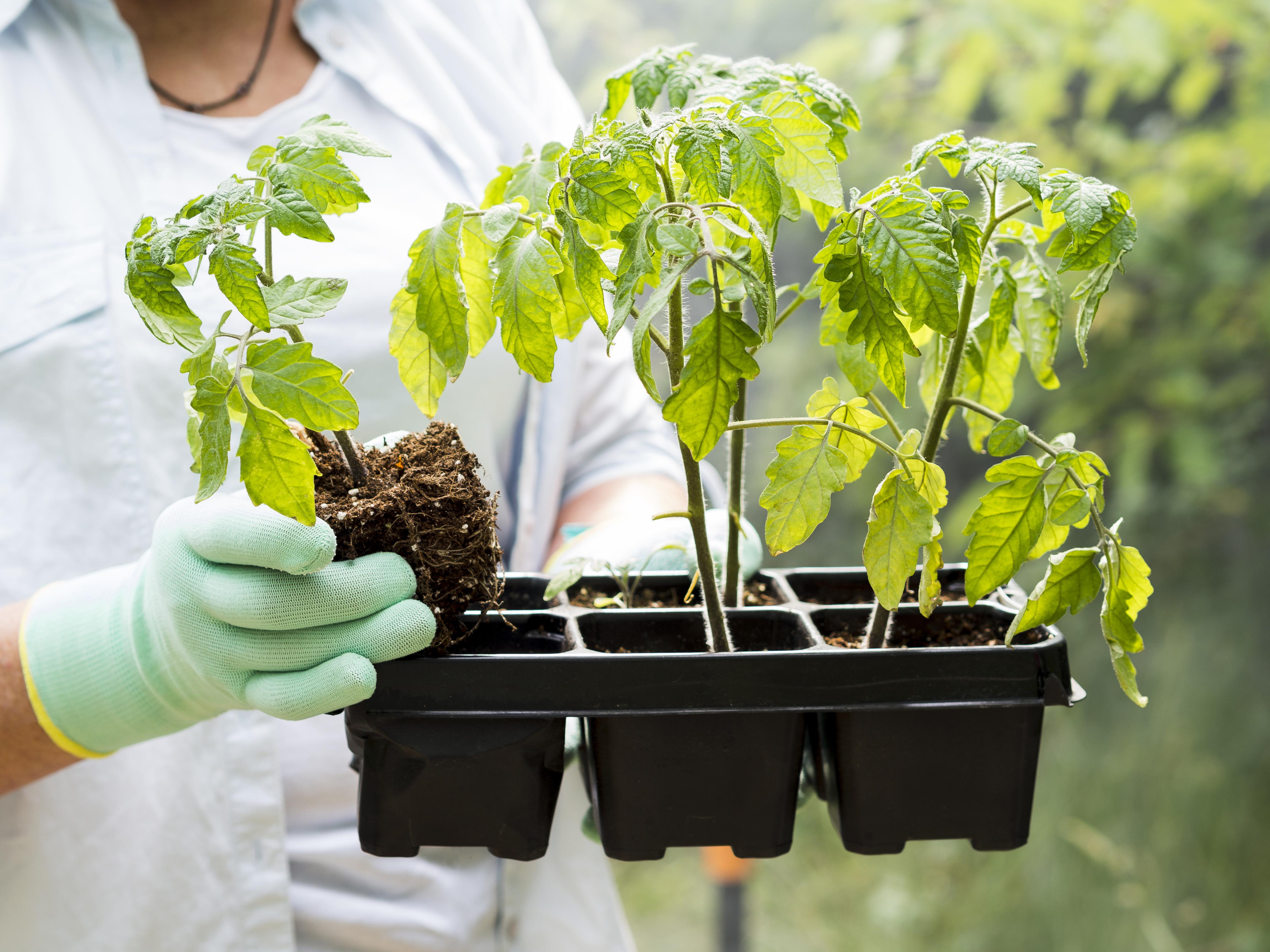 Всего 1 грамм: рассада томатов растёт крепкой и здоровой - простые хитрости для урожая ведрами